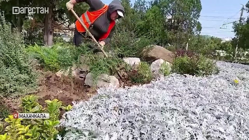 Около четырёхсот новых растений высадили на городских клумбах