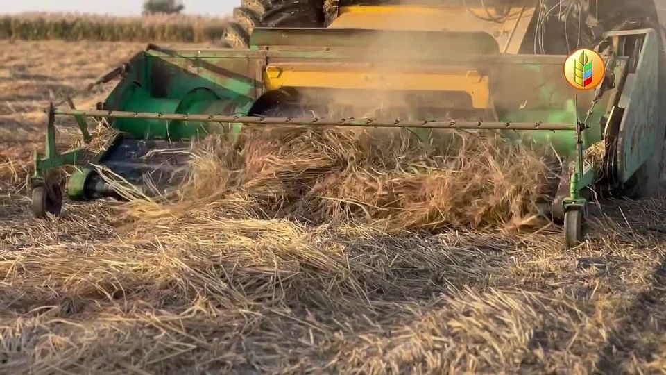 В Дагестане стартовала уборочная кампания риса