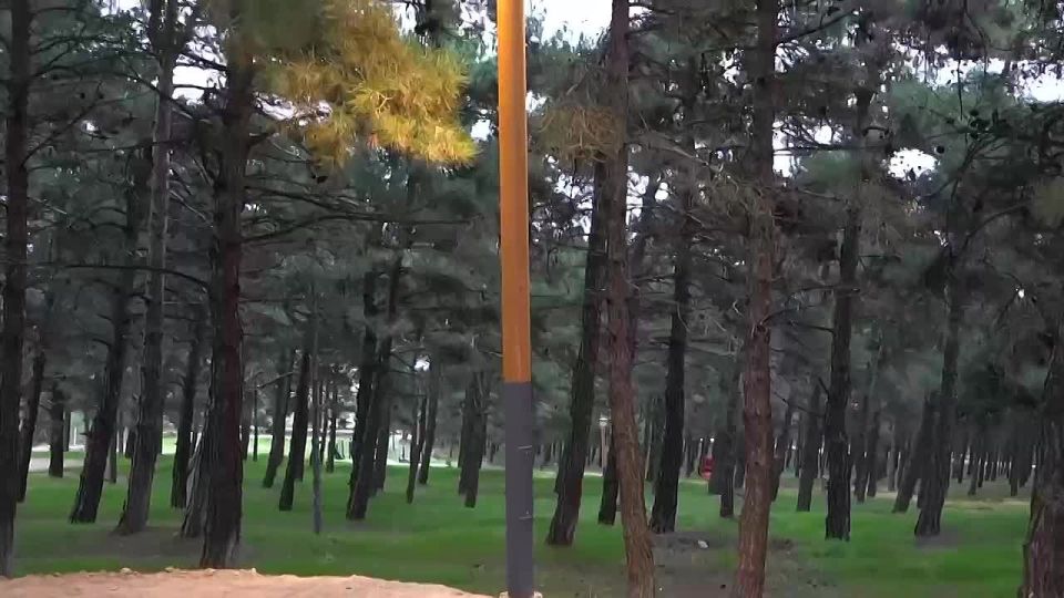 Ханлар Пашабеков: Сосновый бор становится ещё уютнее