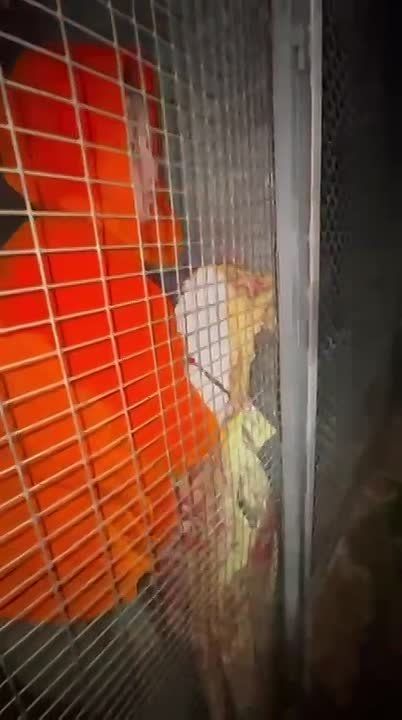 Росприроднадзор пристроил в специализированные организации макаку, волка и еще 13 зверей, изъятых у частного зоопарка в Дагестане