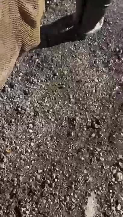 -           ( )      ()