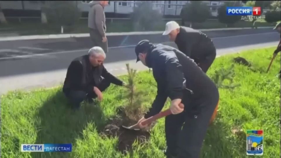 260 саженцев елей высадили Кизилюрте