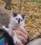 Этого ушастого кроху спас дагестанский боец в зоне спецоперации