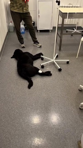 Грустная новость. Служебную собаку, которая всю жизнь спасала людей из-под завалов, застрелили в Махачкале