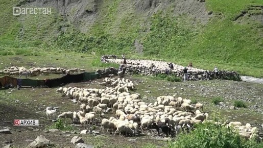 В Дагестане завершается ежегодный перегон скота на зимние пастбища