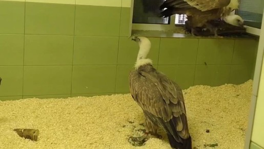 Белоголовые сипы, изъятые в Дагестане, доставлены в Ленинградский зоопарк