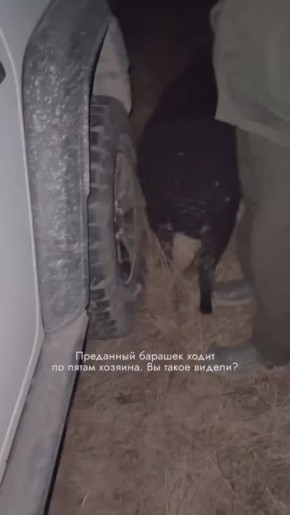 Дагестанский верный друг. Видео: Камил Узден