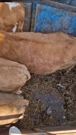 Продолжается отлов крупного рогатого скота в черте города