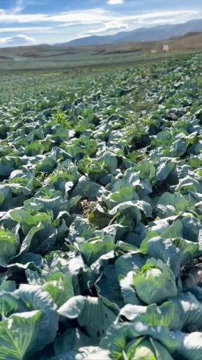 Дагестан – лидер среди регионов России в возделывании капусты! В республике выращивают эту культуру на площади 13770 гектаров