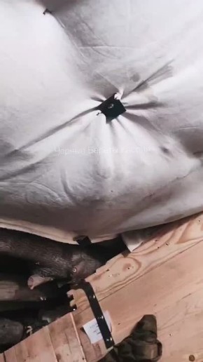 Этапы борьбы с грызунами на СВО: "мышиная доска позора"