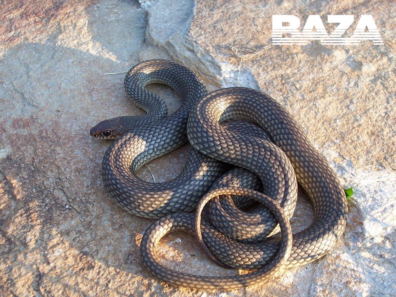 В Башкортостане змея атаковала своего хозяина в яичко