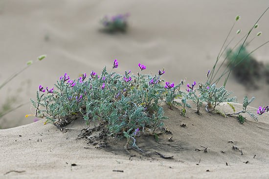 Российские ученые обнаружили в горах Восточного Кавказа, в том числе в Дагестане, новый вид растений - астрагал сердечный, названный так из-за формы листьев
