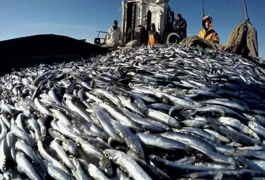 В рамках "Правительственного часа" председатель Комитета по рыбному хозяйству РД Хадижат Шамхалова проинформировала депутатов о состоянии и перспективах развития рыбохозяйственного комплекса республики В рамках "Правительственного часа" председатель Комитета по рыбному хозяйству РД Хадижат Шамхалова проинформировала депутатов о состоянии и перспективах развития рыбохозяйственного комплекса республики