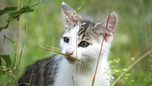 Шоппинг в зоомагазине: как еще позаботиться о качестве жизни кота