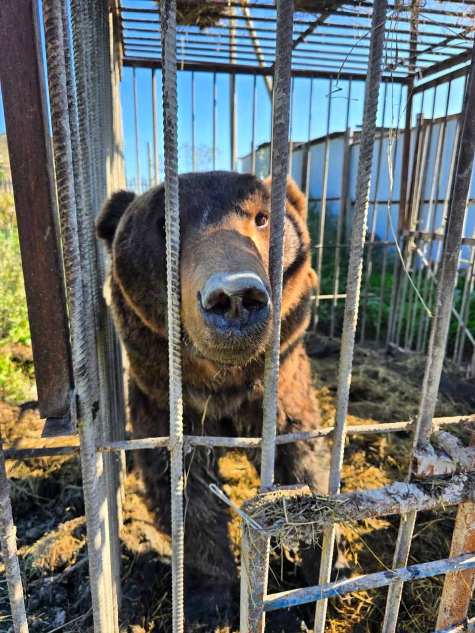 Два бурых медведя, спасенные из частного зоопарка в Дагестане, начали новую жизнь в профессиональном хосписе «Дом тигра» в Ленинградской области