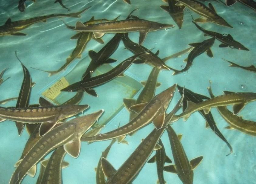 В рамках "Правительственного часа" председатель Комитета по рыбному хозяйству РД Хадижат Шамхалова проинформировала депутатов о состоянии и перспективах развития рыбохозяйственного комплекса республики В рамках "Правительственного часа" председатель Комитета по рыбному хозяйству РД Хадижат Шамхалова проинформировала депутатов о состоянии и перспективах развития рыбохозяйственного комплекса республики