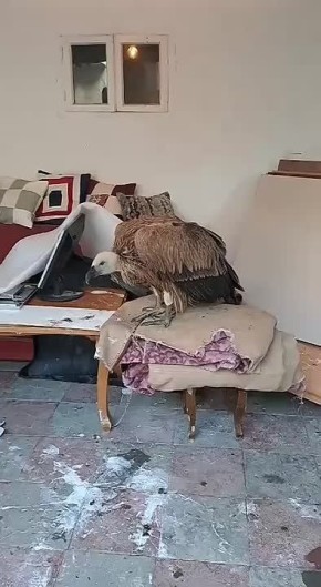 Инспекторы Минприроды РД и Дирекции ООПТ спасли краснокнижного белоголового сипа в селе Верхнее Казанище Буйнакского района, получив сигнал от местных жителей