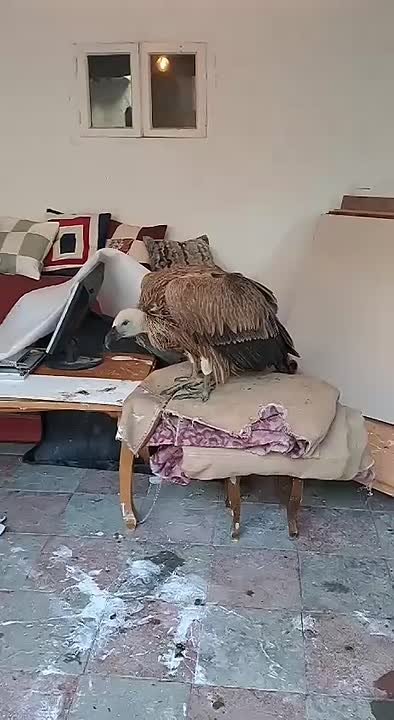 Инспекторы Минприроды РД и Дирекции ООПТ спасли краснокнижного белоголового сипа в селе Верхнее Казанище Буйнакского района, получив сигнал от местных жителей