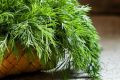 Оригинальный способ хранения укропа: ароматное чудо на зиму