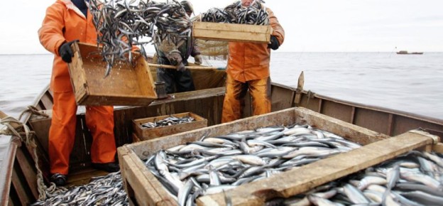 Падение уровня Каспийского моря создает трудности для прибрежной рыбной ловли в Дагестане, несмотря на общий рост добычи водных биоресурсов на 4% за три квартала 2025 года (24,6 тысячи тонн, включая 20,8 тысяч тонн кильки)