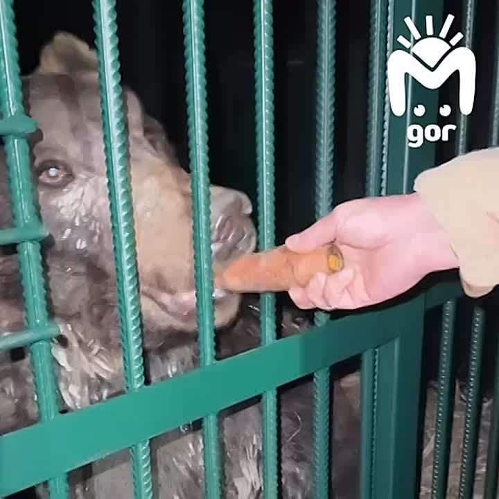 Мишки из частного зоопарка Дагестана переедут в Ирландию