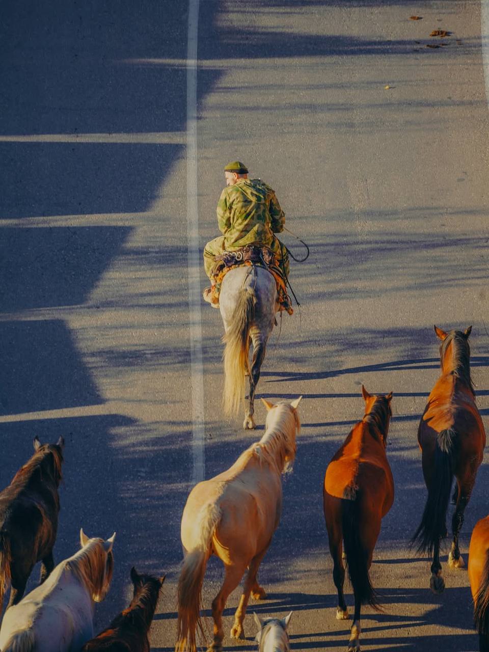 Красивые кадры перегона лошадей с Гунибского района на равнину Красивые кадры перегона лошадей с Гунибского района на равнину