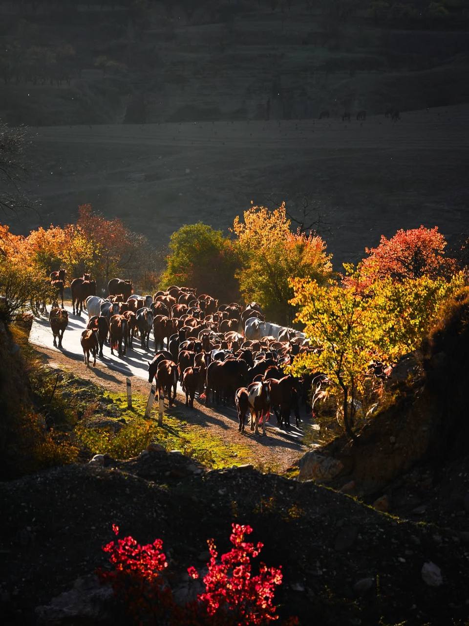 Красивые кадры перегона лошадей с Гунибского района на равнину Красивые кадры перегона лошадей с Гунибского района на равнину