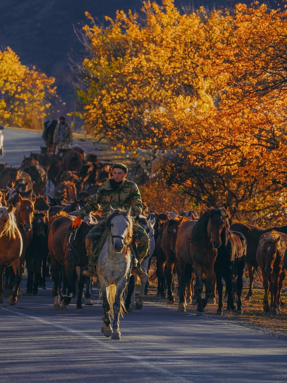Красивые кадры перегона лошадей с Гунибского района на равнину Красивые кадры перегона лошадей с Гунибского района на равнину