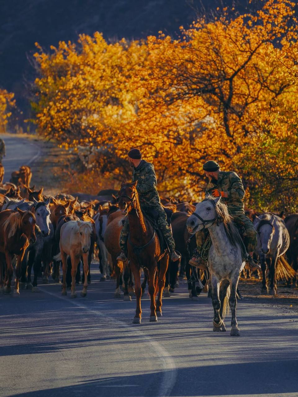 Красивые кадры перегона лошадей с Гунибского района на равнину Красивые кадры перегона лошадей с Гунибского района на равнину
