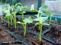 Как вернуть к жизни слабую рассаду за 48 часов: простые советы