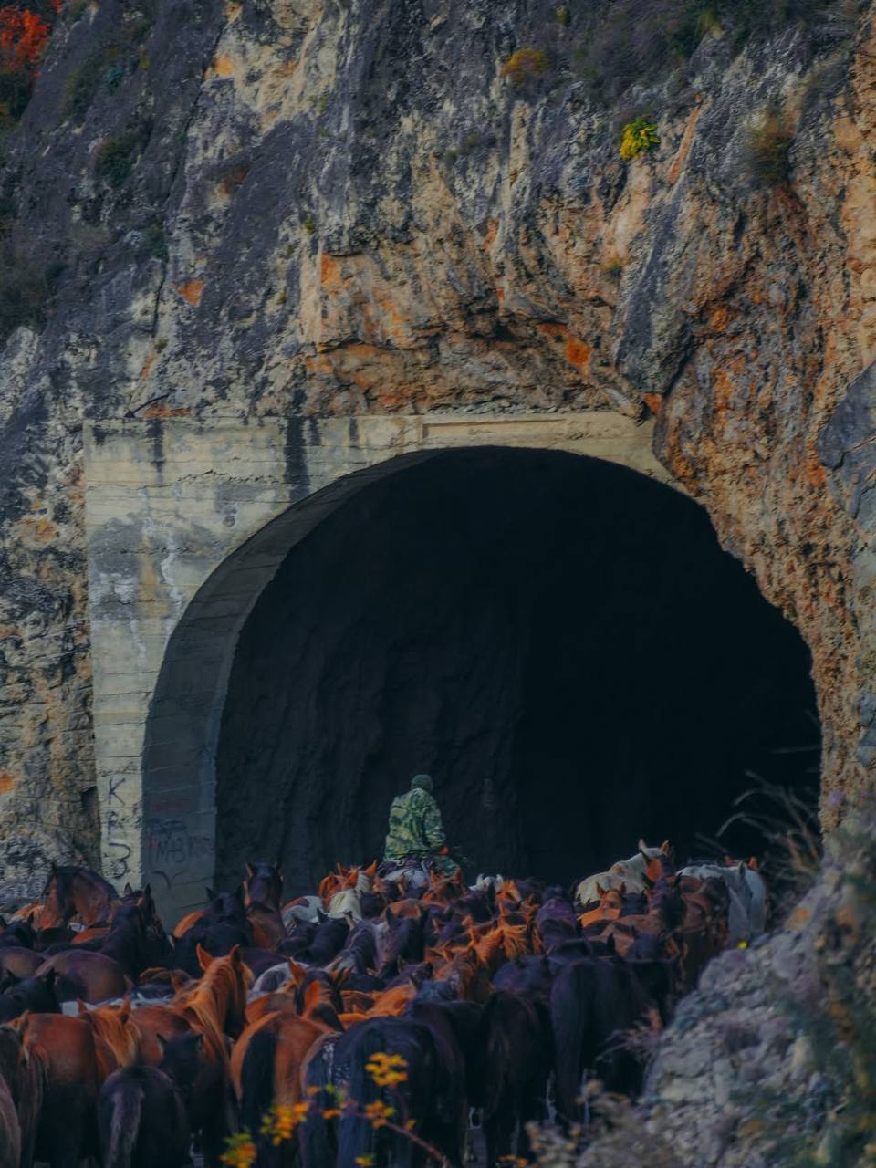 Красивые кадры перегона лошадей с Гунибского района на равнину Красивые кадры перегона лошадей с Гунибского района на равнину