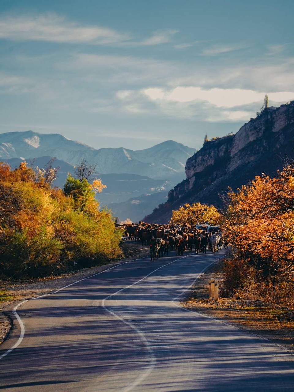 Красивые кадры перегона лошадей с Гунибского района на равнину Красивые кадры перегона лошадей с Гунибского района на равнину