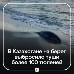 На побережье Каспийского моря нашли больше 100 тюленей