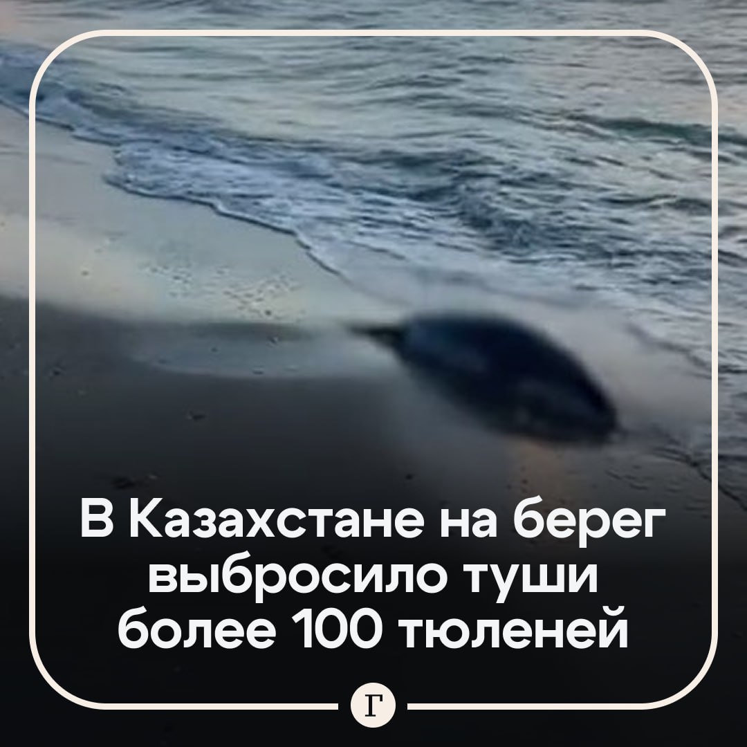 На побережье Каспийского моря нашли больше 100 тюленей