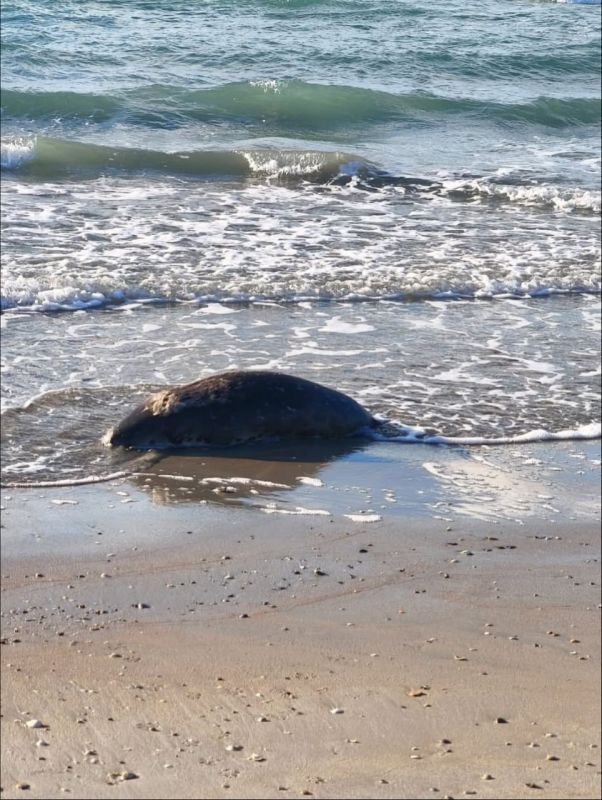 112 погибших тюленей нашли на побережье Каспийского моря в Казахстане, сообщили в департаменте экологии Мангистауской области 112 погибших тюленей нашли на побережье Каспийского моря в Казахстане, сообщили в департаменте экологии Мангистауской области