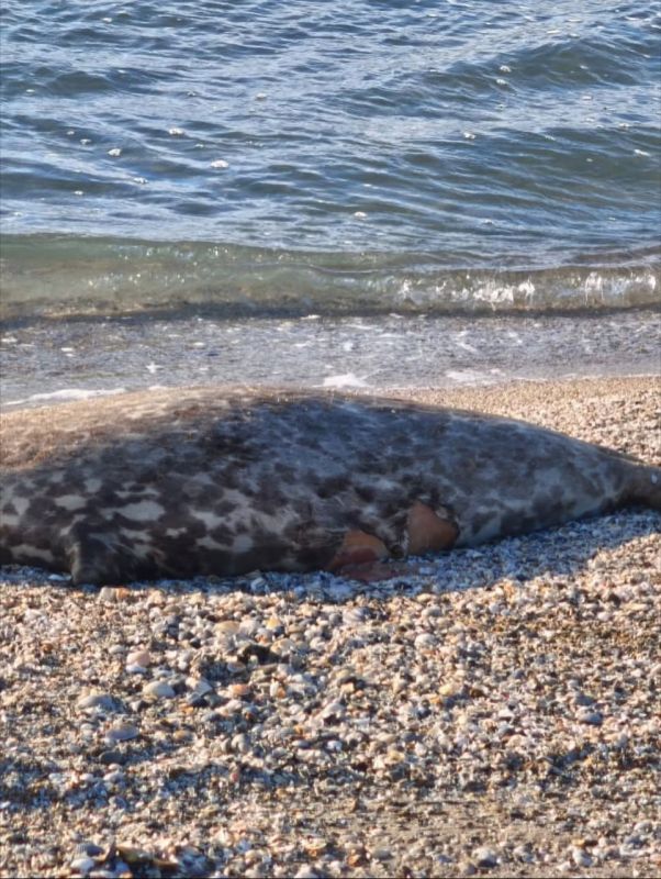 112 погибших тюленей нашли на побережье Каспийского моря в Казахстане, сообщили в департаменте экологии Мангистауской области 112 погибших тюленей нашли на побережье Каспийского моря в Казахстане, сообщили в департаменте экологии Мангистауской области