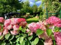Гортензия 'Пинк Аннабель': как создать розовый оазис в своем саду
