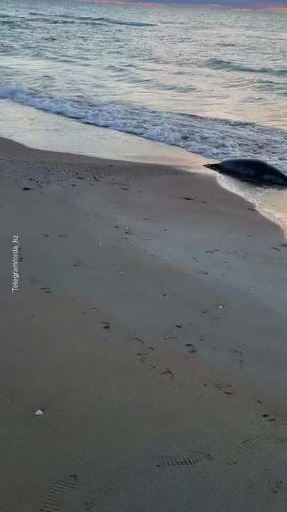 112 погибших тюленей нашли на побережье Каспийского моря в Казахстане, сообщили в департаменте экологии Мангистауской области