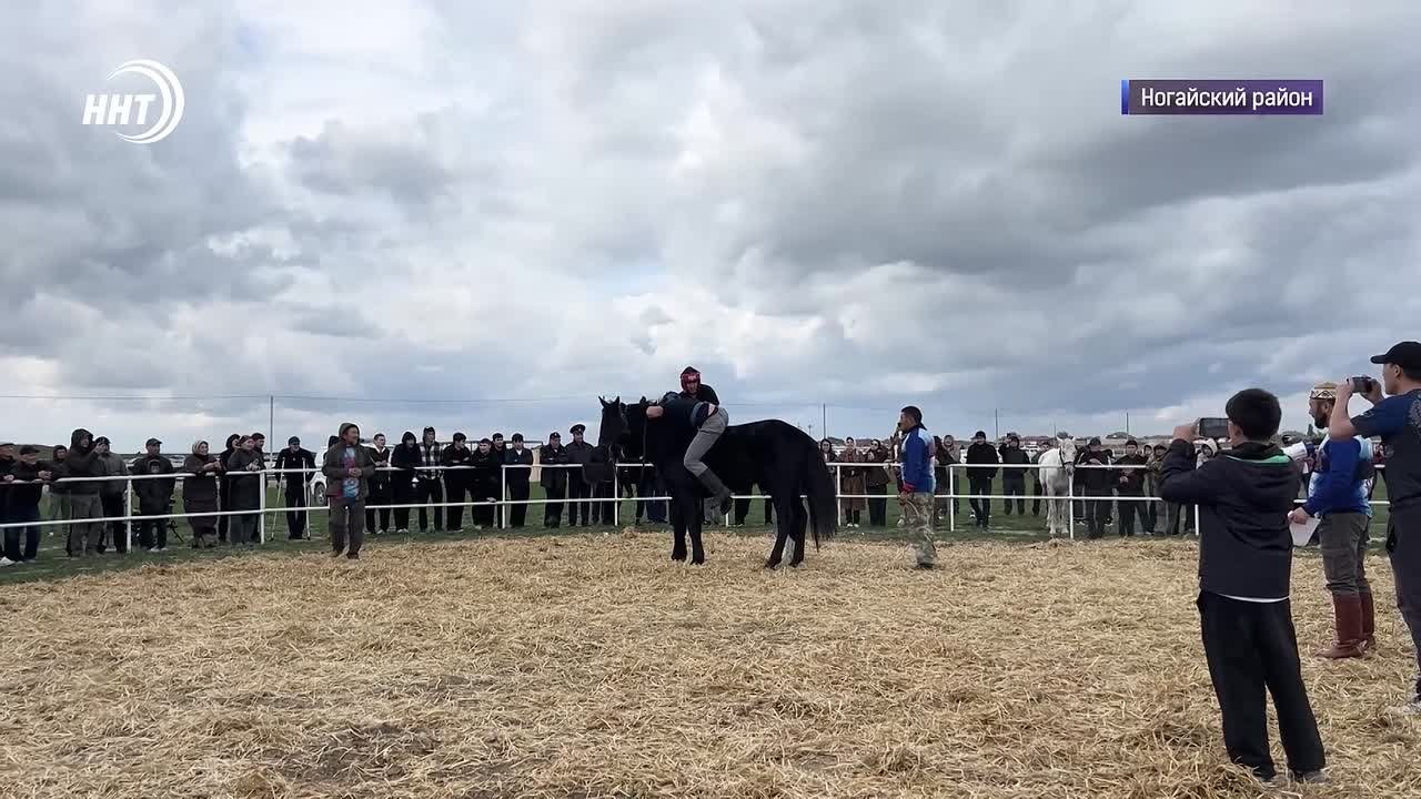 Конные скачки в Ногайском районе