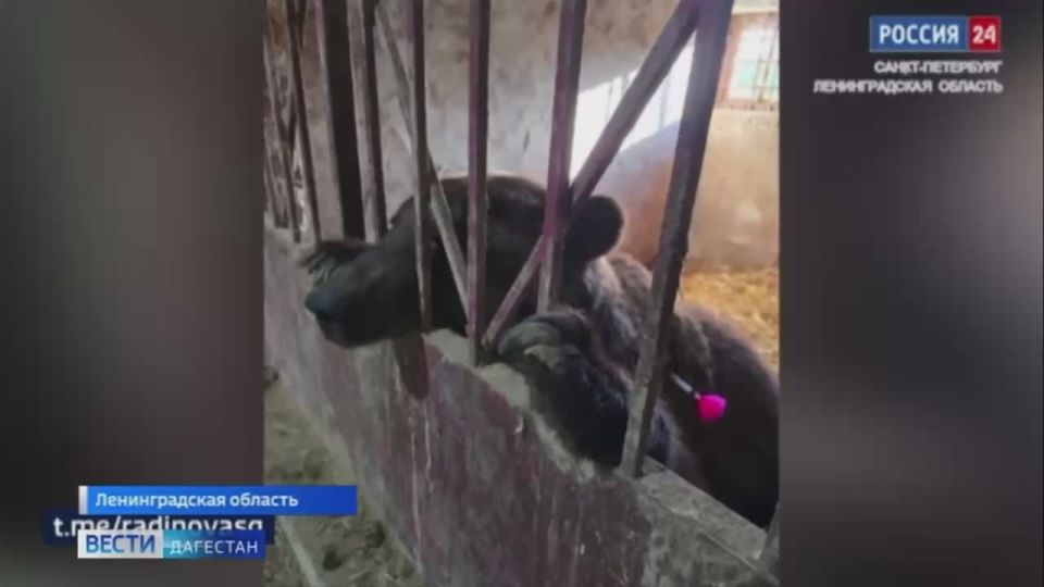 "Дом тигра" в Ленинградской области пополнится двумя новыми обитателями