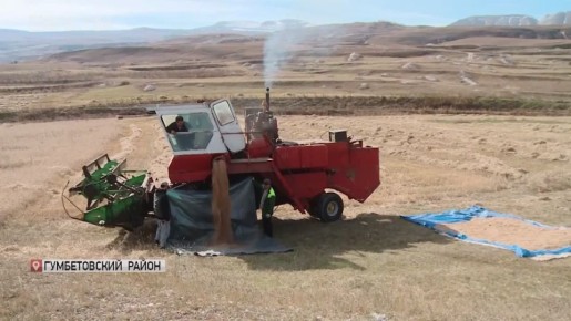 В горах Дагестана собирают полбу