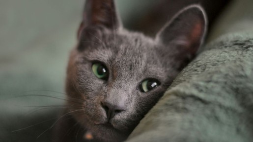 Признаков сразу 10: вот как понять, что кошка счастлива и в хозяине души не чает