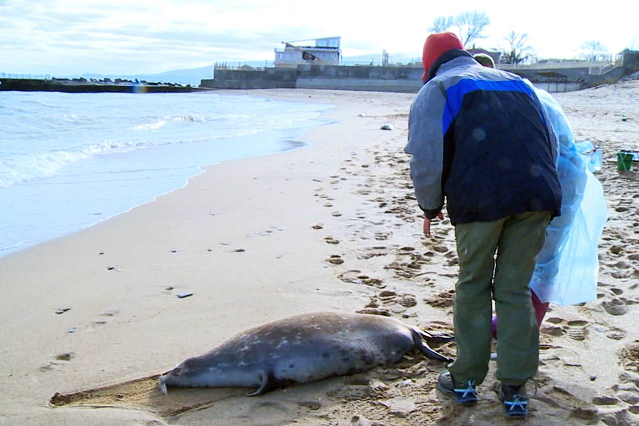 Численность каспийского тюленя сегодня составляет менее 100 тысяч особей, считают в Дагестане