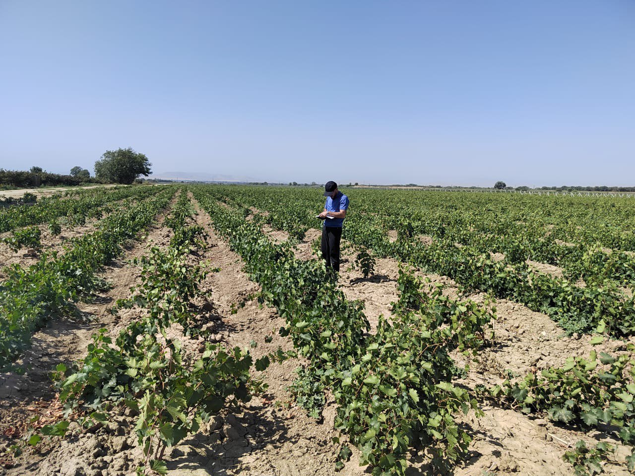 Дагестан в 2025г в полтора раза увеличил долю собственных саженцев виноградников