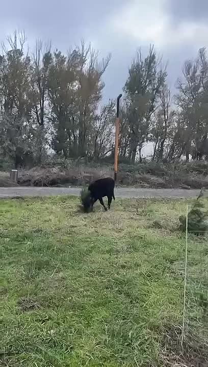 В Эльтавском лесу Махачкалы скот уничтожает посадки сосен, высаженных экоактивистами