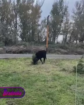 Дерзкие буренки «отжали» у жителей Махачкалы парк в центре города