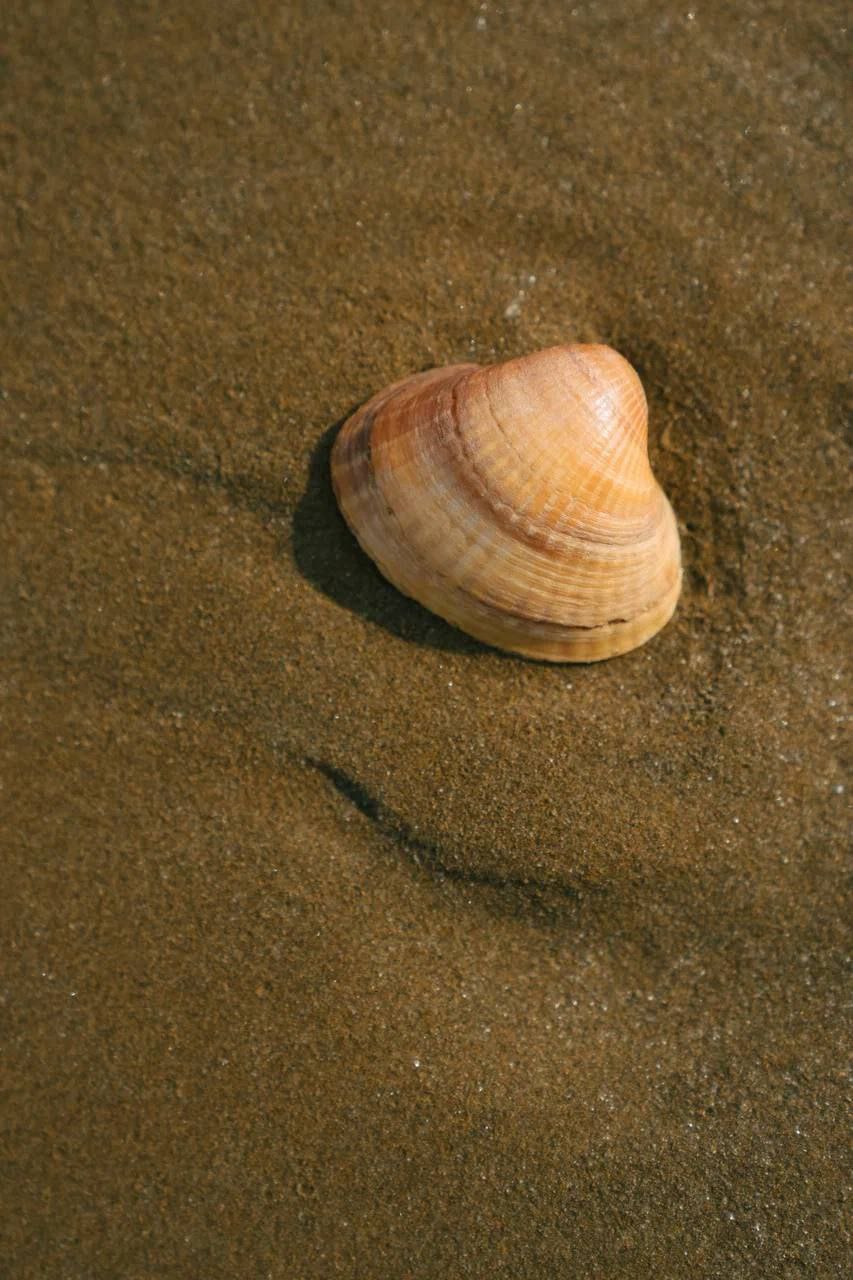 Без этой «базы» ни один коктейль на шезлонге не в радость Без этой «базы» ни один коктейль на шезлонге не в радость