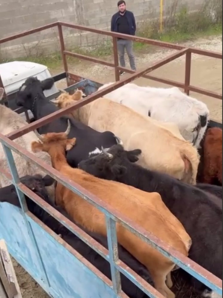 В Махачкале МБУ «Служба по работе с бродячими животными» отловила крупный рогатый скот, свободно гулявший по Эльтавскому парку и повредивший зеленые насаждения