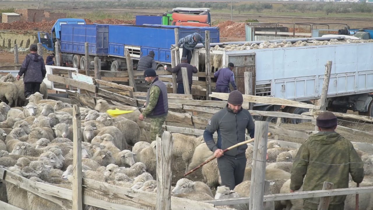 Перегон мелкого рогатого скота из горных районов продолжается в Дагестане