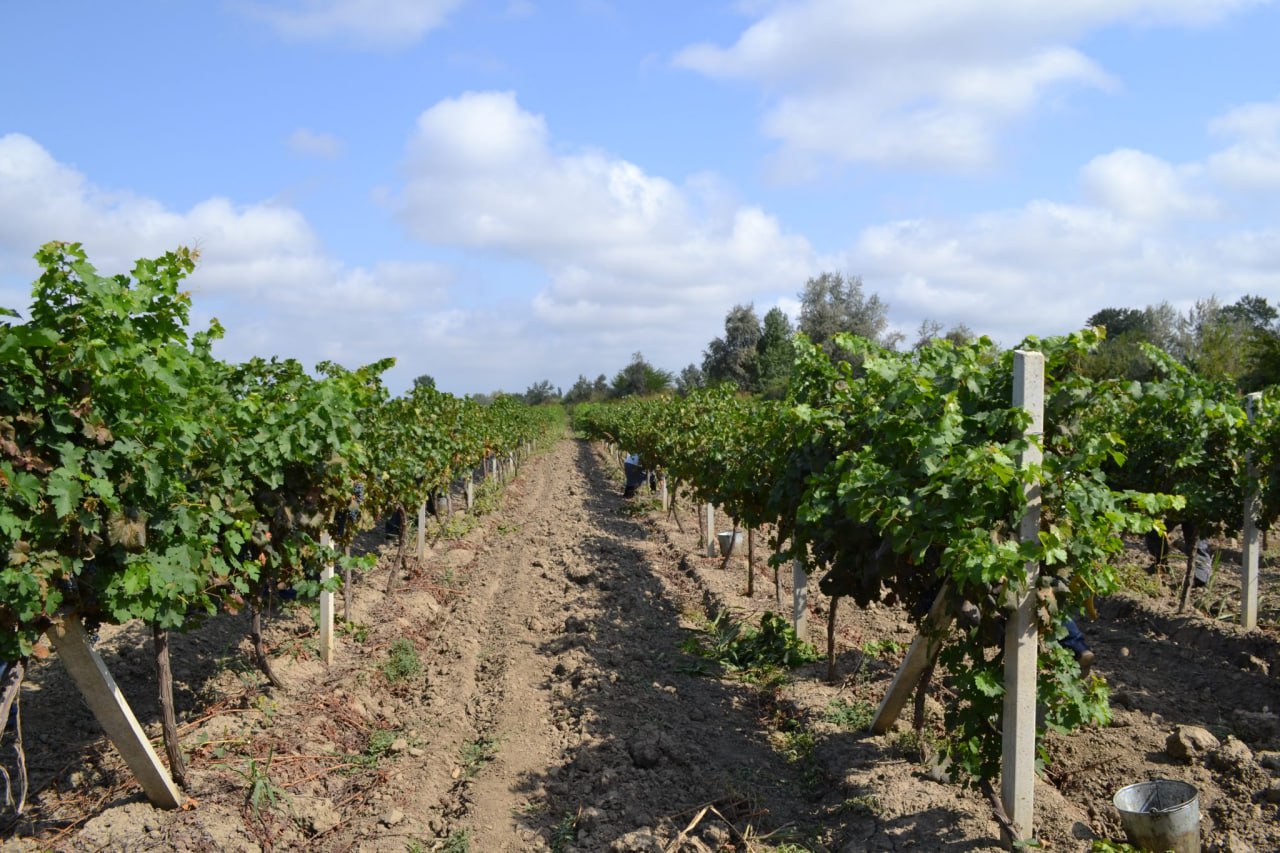 В Дагестане в ходе инвентаризации виноградных насаждений, проведенной Управлением Россельхознадзора по РД с 1 июля по 30 сентября 2025 года, выявлено исчезновение более 1,79 млн кустов винограда и около 250 гектаров...